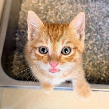 Axel -  Domestic Short Hair Cat for Adoption in Rifle, Colorado - Axel | PetCurious
