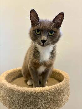 Persil -  Domestic Short Hair Cat for Adoption in Wakefield, Quebec - Persil | PetCurious