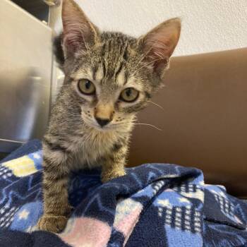 Timon -  Domestic Short Hair Cat for Adoption in Kankakee, Illinois - Timon | PetCurious
