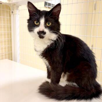 Iron -  Domestic Long Hair and Domestic Short Hair Cat for Adoption in Woodinville, Washington - Iron | PetCurious