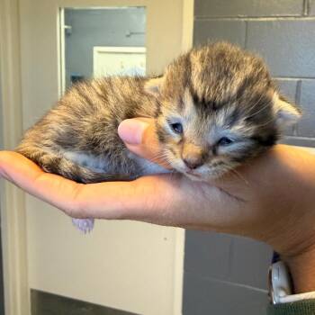 Domestic Short Hair Cats Available for Adoption in Tuscaloosa, Alabama - TUSC-Stray-84234 | PetCurious