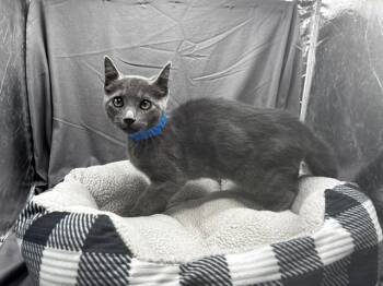 PETER -  Domestic Short Hair Cat for Adoption in Grovetown, Georgia - PETER | PetCurious