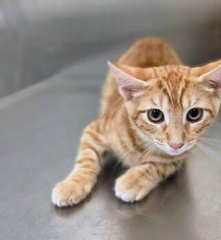 Meatball -  Domestic Short Hair Cat for Adoption in Oriental, North Carolina - Meatball | PetCurious