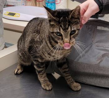 Havoc -  Domestic Short Hair Cat Available for Adoption in Boynton Beach, Florida - Havoc | PetCurious