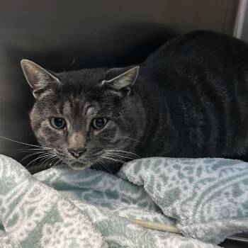 Boog -  Domestic Short Hair Cat for Adoption in Spruce Pine, North Carolina - Boog | PetCurious