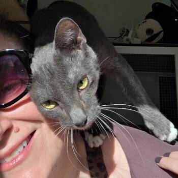 Miracle -  Domestic Short Hair Cat for Adoption - Miracle | PetCurious