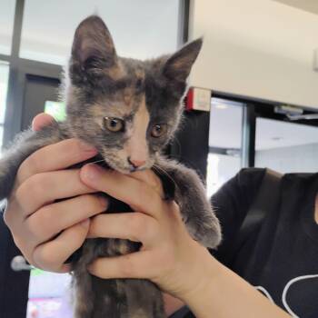 Domestic Short Hair Cats Available for Adoption in Allentown, Pennsylvania - Dilly Lulu | PetCurious