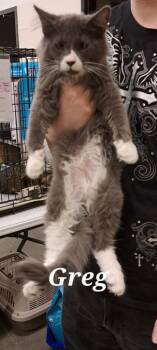 Rescue Domestic Medium Hair Cats for Adoption in Plattsburgh, New York - Greg | PetCurious