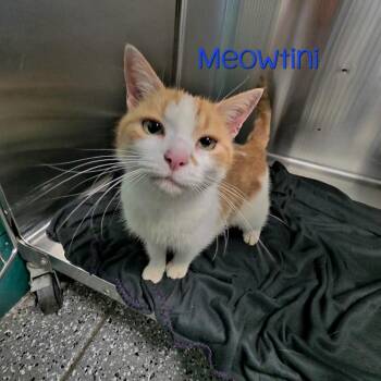 Meowtini -  Domestic Short Hair Cat for Adoption in Parkersburg, West Virginia - Meowtini | PetCurious