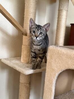 Florida -  Domestic Short Hair Cat for Adoption in Zephyrhills, Florida - Florida | PetCurious