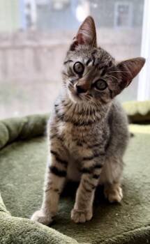 Marshall -  Tabby Cat for Adoption in Medford, Massachusetts - Marshall | PetCurious