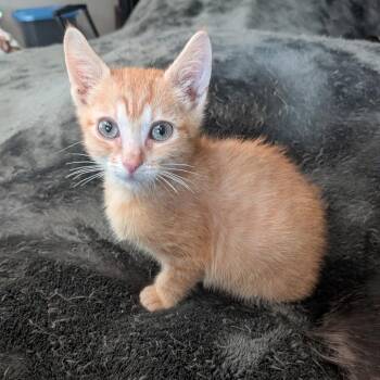 Julius -  Domestic Short Hair Cat for Adoption in Port Richey, Florida - Julius | PetCurious