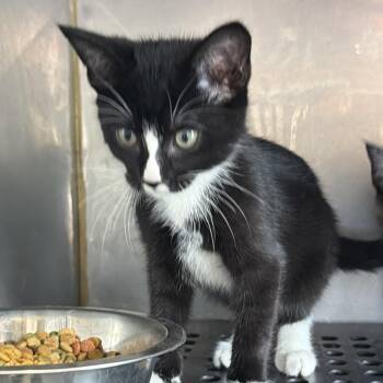 Basil -  Domestic Short Hair Cat for Adoption in Goshen, Indiana - Basil | PetCurious