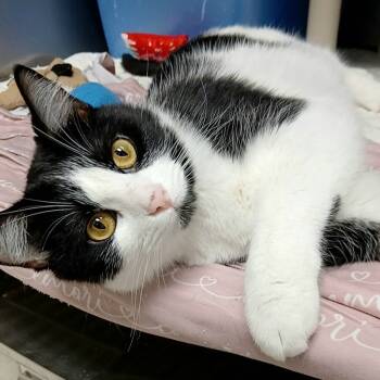 Rescue Domestic Short Hair Cats for Adoption in Sunrise Beach, Missouri - Sugar Plum | PetCurious