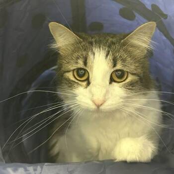 Heizle -  Domestic Short Hair Cat for Adoption in Davenport, Iowa - Heizle | PetCurious