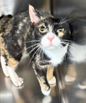 MERLOT -  Domestic Short Hair Cat for Adoption in Aurora, Illinois - MERLOT | PetCurious