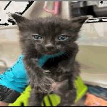 Sesame -  Domestic Short Hair Cat for Adoption in Pleasant Hill, California - Sesame | PetCurious
