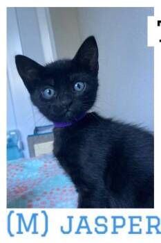 Jasper -  Domestic Short Hair Cat for Adoption in Vacaville, California - Jasper | PetCurious