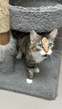 NOVA -  Calico Cat for Adoption in Carthage, Illinois - NOVA | PetCurious