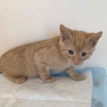 American Shorthair Cats Available for Adoption in Nashville, Tennessee - Roll | PetCurious