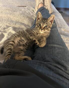 Herb -  Domestic Short Hair Cat for Adoption in Nashville, Tennessee - Herb | PetCurious