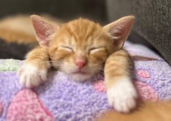 Rescue Domestic Short Hair Cats for Adoption in Beaverton, Oregon - Sally | PetCurious