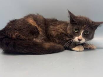 Wonton -  Domestic Short Hair Cat for Adoption in Golden Valley, Minnesota - Wonton | PetCurious