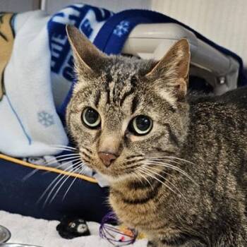 Domestic Short Hair Cats Available for Adoption in Schenectady, New York - Melon | PetCurious