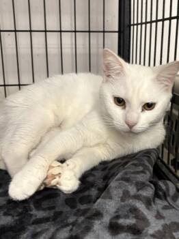 Domestic Short Hair Cats Available for Adoption - Pippa | PetCurious