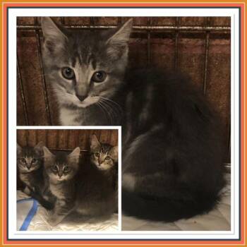 DAVINA -  Domestic Short Hair Cat for Adoption in Buckhannon, West Virginia - DAVINA | PetCurious