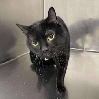 Sokka -  Domestic Short Hair Cat for Adoption in Winthrop, Maine - Sokka | PetCurious