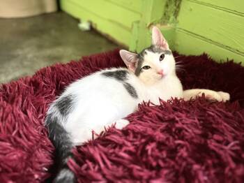 Rescue Domestic Short Hair Cats for Adoption in Pittsboro, North Carolina - Harry | PetCurious
