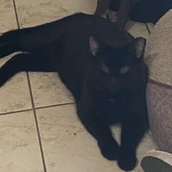 Big Guy -  Domestic Short Hair Cat for Adoption - Big Guy | PetCurious