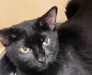 Domestic Short Hair Cats Available for Adoption - Toffee Tail | PetCurious