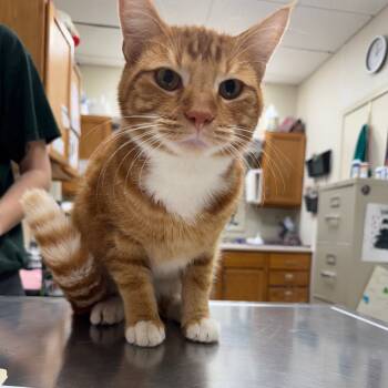 Rescue Domestic Short Hair Cats for Adoption in Pekin, Illinois - Cello | PetCurious