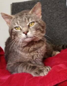 Domestic Short Hair Cats Available for Adoption in Waupaca, Wisconsin - Bud  | PetCurious