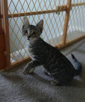 Bowser -  Domestic Short Hair Cat for Adoption - Bowser | PetCurious