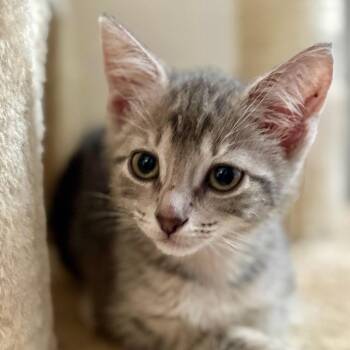 Piper -  Domestic Short Hair Cat Available for Adoption in NEW PT RICHEY, Florida - Piper | PetCurious