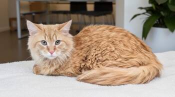 Tabby Cats Available for Adoption - Henley PLIV | PetCurious