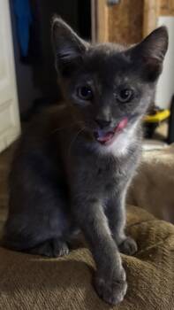 Sparrow -  Domestic Short Hair Cat for Adoption in Darien, Georgia - Sparrow | PetCurious