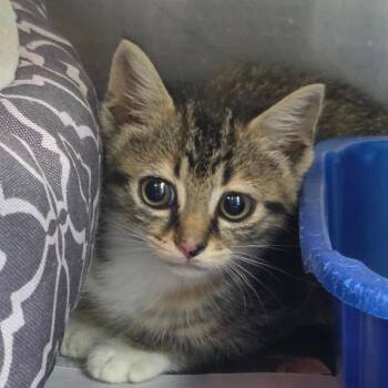Mia -  Domestic Short Hair Cat for Adoption in Huntsville, Alabama - Mia | PetCurious