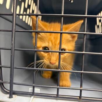 71442 -  Domestic Short Hair Cat for Adoption in Harrisonburg, Virginia - 71442 | PetCurious