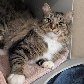 Itzy -  Domestic Medium Hair Cat for Adoption in Reno, Nevada - Itzy | PetCurious