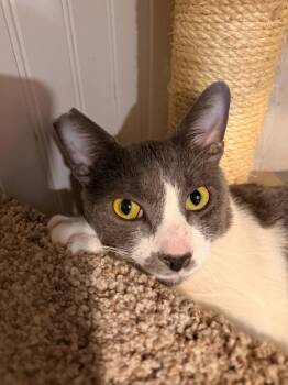 Mayhem from Allstate -  Domestic Short Hair Cat for Adoption in Vancouver, Washington - Mayhem From Allstate | PetCurious