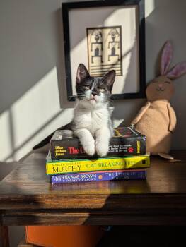 Rescue Domestic Short Hair Cats for Adoption in Tucker, Georgia - Solstice (Cosmic Litter) | PetCurious