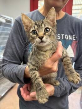 Stefon -  Domestic Short Hair Cat for Adoption in Houston, Texas - Stefon | PetCurious