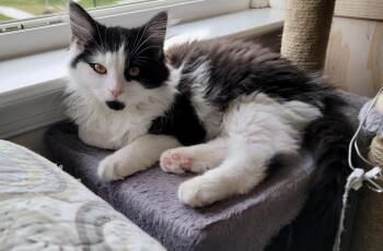 Rescue Domestic Medium Hair Cats for Adoption in Richmond, Virginia - Poker Dice | PetCurious