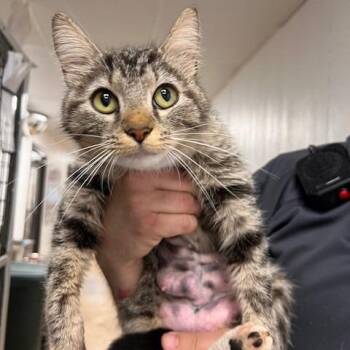 LIBBY-30771 -  Domestic Short Hair Cat Available for Adoption in Memphis, Tennessee - LIBBY-30771 | PetCurious