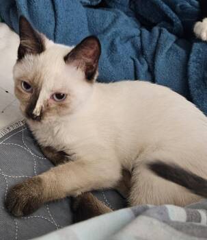 Kahlani -  Domestic Short Hair Cat for Adoption in Chandler, Arizona - Kahlani | PetCurious