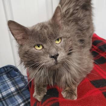 Domestic Long Hair Cats Available for Adoption in Marseilles, Illinois - Frank Gallagher | PetCurious